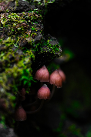 Mount Macedon Fungi