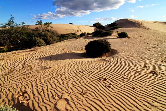 Munga Desert