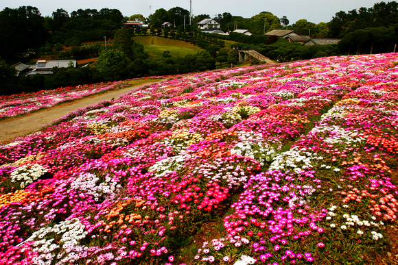 Nino Flower Fields, Japan