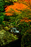 Autumn Creek, Japan