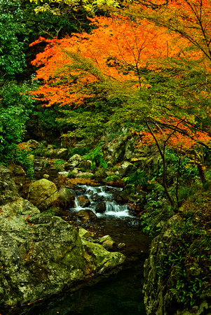 Autumn Creek, Japan