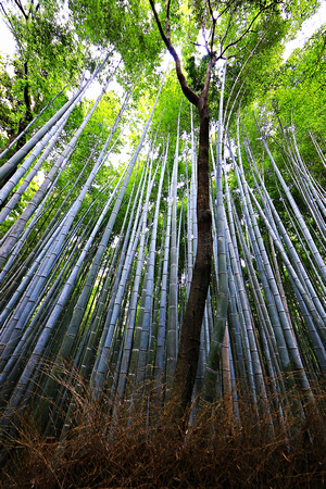Arashiyama Bamboo Forest, Japan