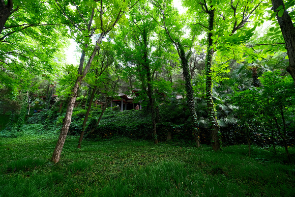 Green forest in a poet residence, China