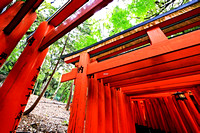 Fushimi Inari Shrine Gates