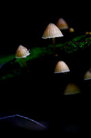 Mount Macedon Fungi