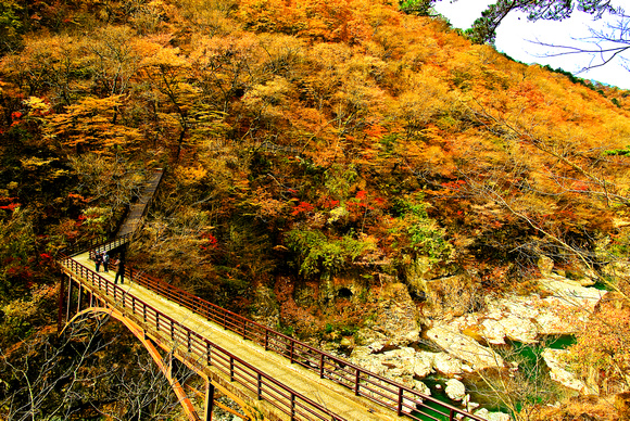 Shiraito Forest, Japan