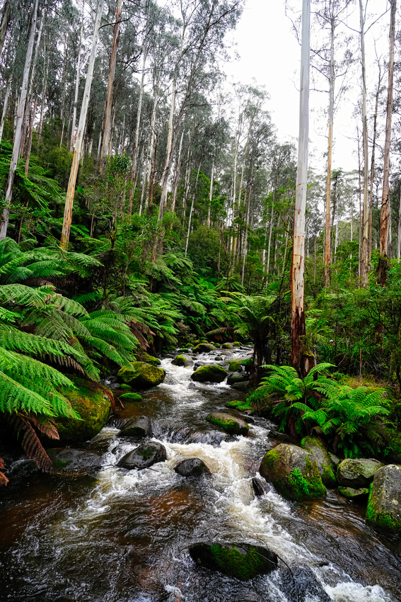 Toorongo Falls, Noojee