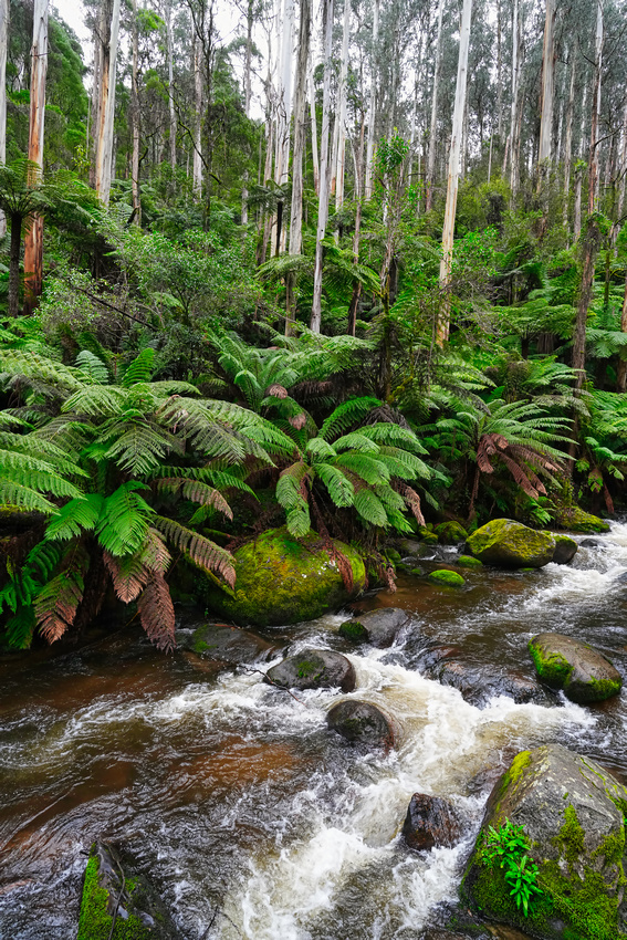 Toorongo Falls, Noojee