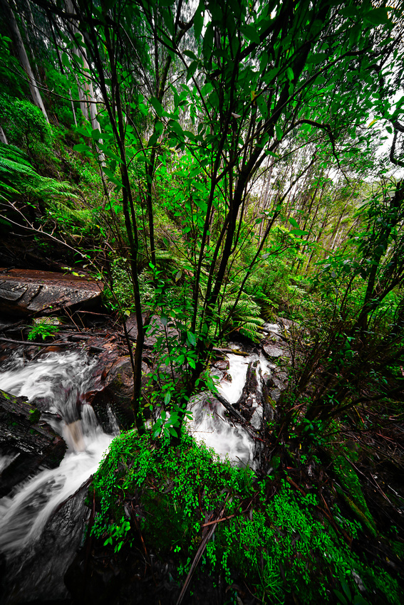 Toorongo Falls, Noojee