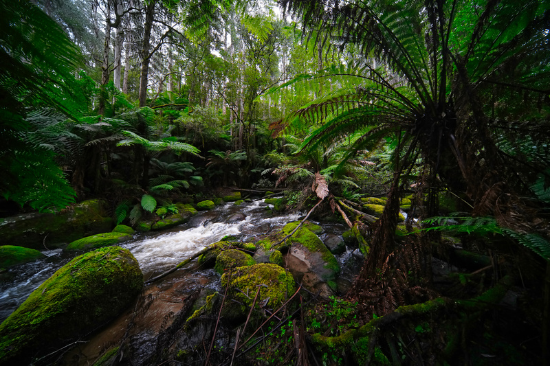 Toorongo Falls, Noojee