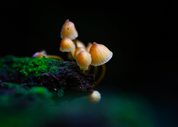 Mount Macedon Fungi