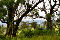 Ingalalla Waterfall, South Australia