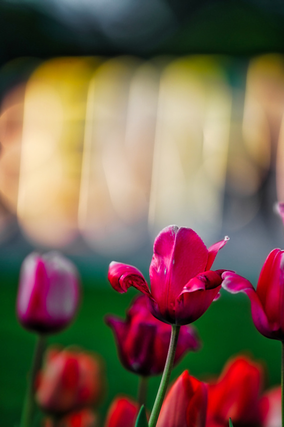 Bendigo Bloom Festival