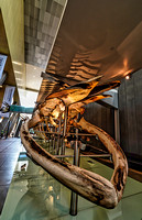 Dinosaur Skeleton, Melbourne Museum