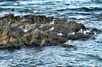 Frankston Pier, Melbourne