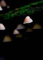 Mount Macedon Fungi