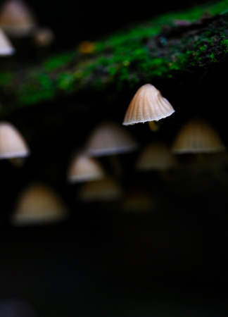 Mount Macedon Fungi