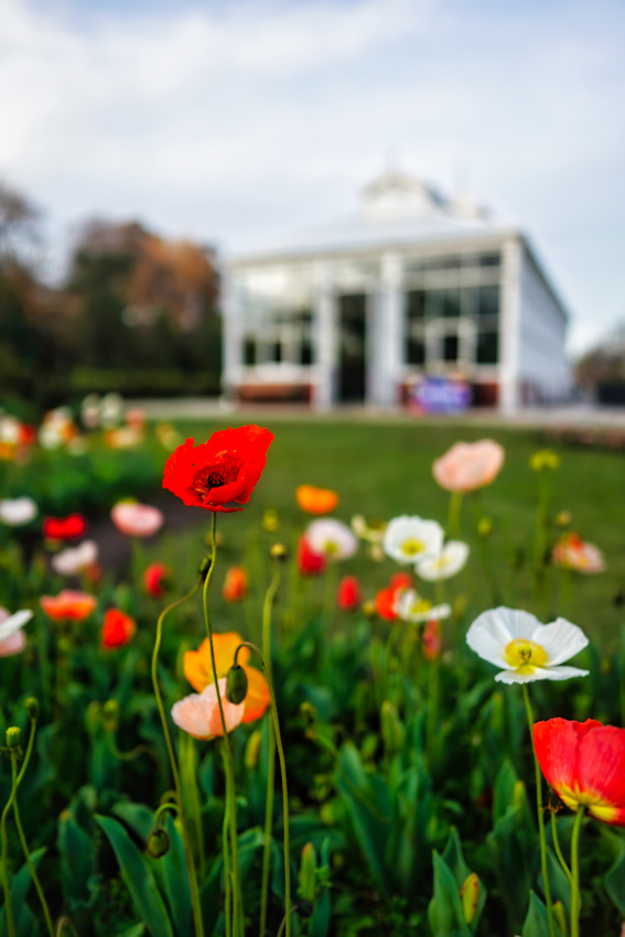 Bendigo Bloom Festival