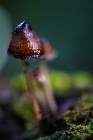 Mount Macedon Fungi