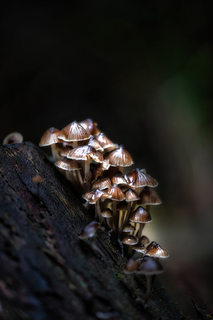 Mushroom Warburton