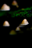 Mount Macedon Fungi