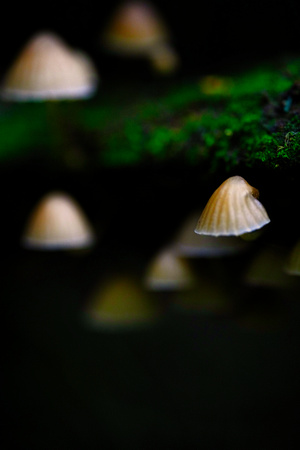 Mount Macedon Fungi