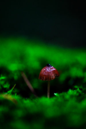 Mount Macedon Fungi