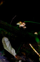 Mount Macedon Fungi