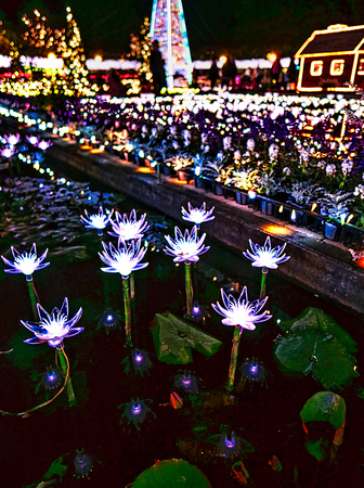 Tokyo Ashikaga Flower Park