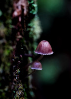 Mount Macedon Fungi