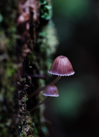 Mount Macedon Fungi