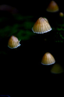 Mount Macedon Fungi