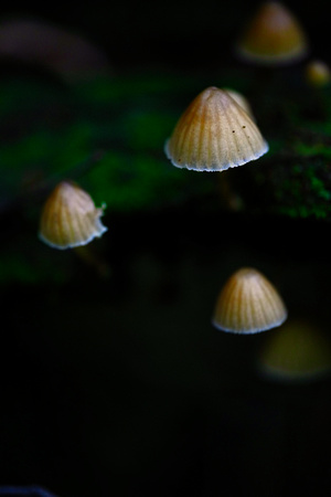 Mount Macedon Fungi