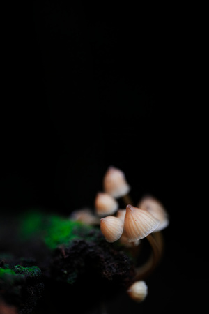 Mount Macedon Fungi