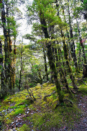 Arthurs Pass, New Zealand