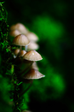 Mount Macedon Fungi