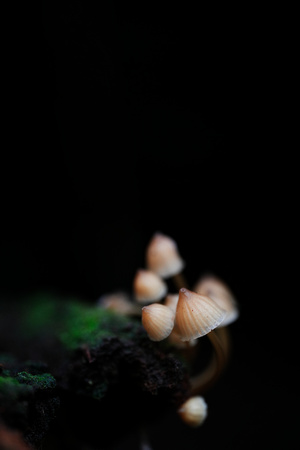 Mount Macedon Fungi