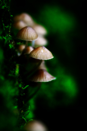 Mount Macedon Fungi