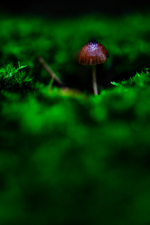 Mount Macedon Fungi