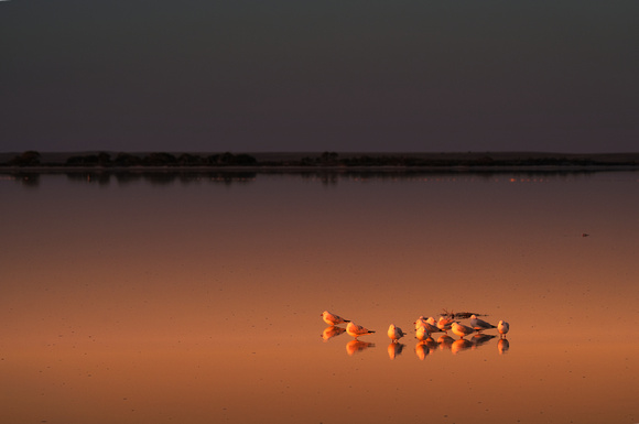 Lake Tyrrell