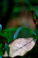 Mount Macedon Fungi