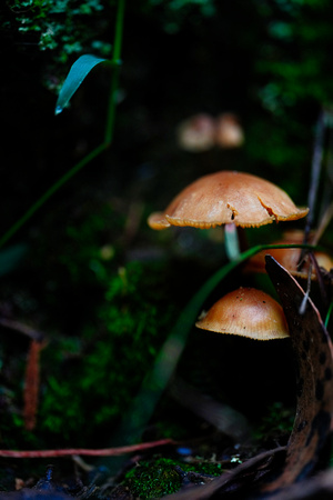 Mount Macedon Fungi