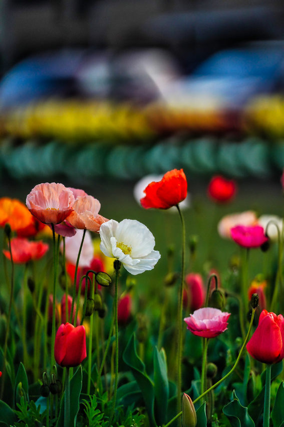 Bendigo Bloom Festival