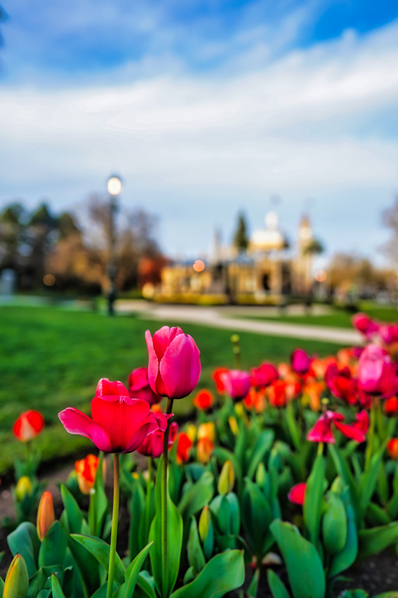 Bendigo Bloom Festival