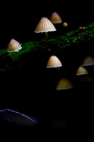 Mount Macedon Fungi