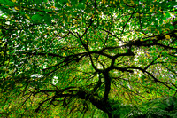 Alfred Nicholas Garden, Melbourne