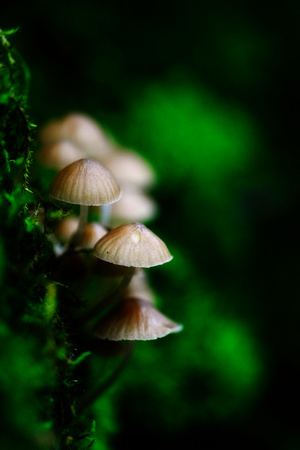 Mount Macedon Fungi