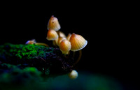 Mount Macedon Fungi