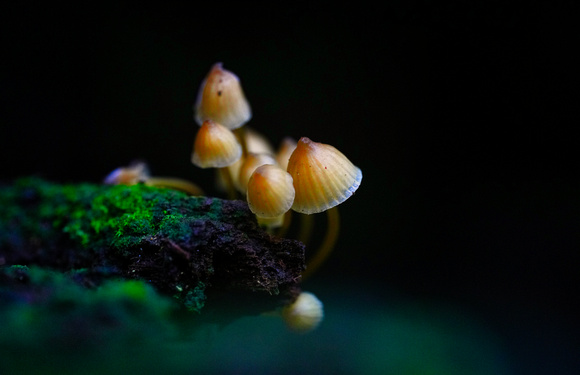 Mount Macedon Fungi